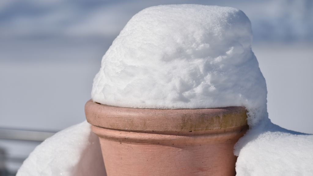 Ein Blumentopf, auf dem sich Schnee türmt.