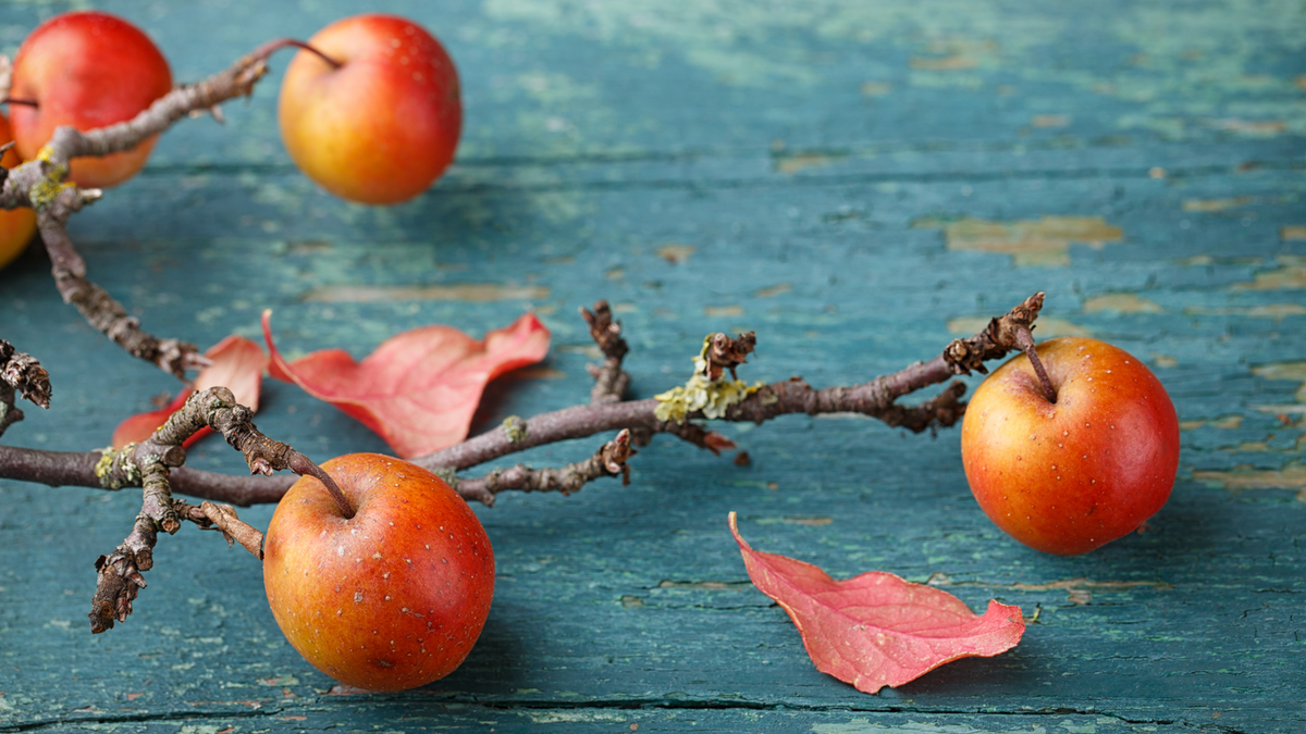 Ein Zweig eines Apfelbaum-Astes auf hellblauem Hintergrund.