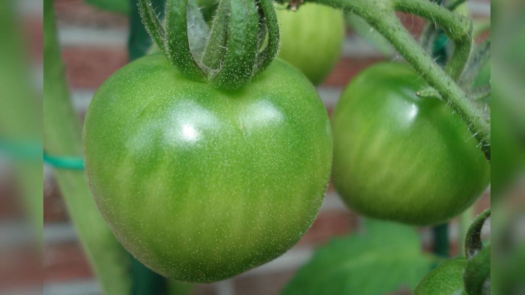 Grüne Tomaten am Strunk.