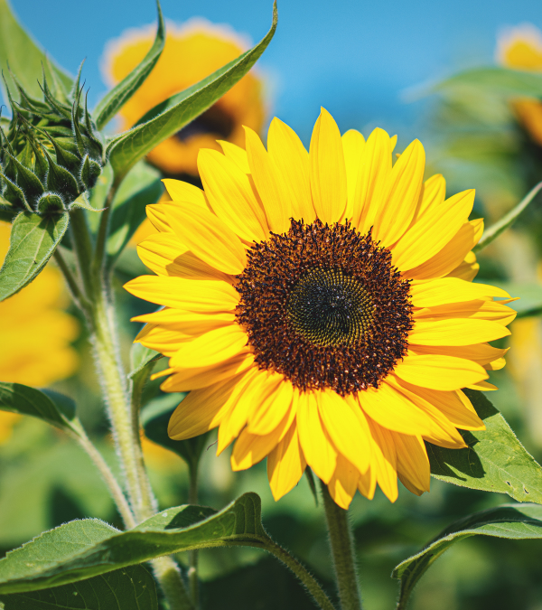 Eine geöffnete Sonnenblume