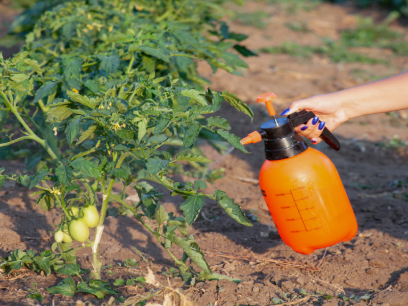 Tomaten werden bewässert