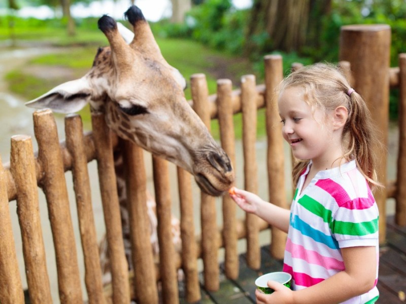 Mädchen füttert eine Giraffe im Zoo