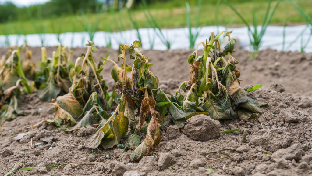 Eingegangene Pflanzen im Garten.