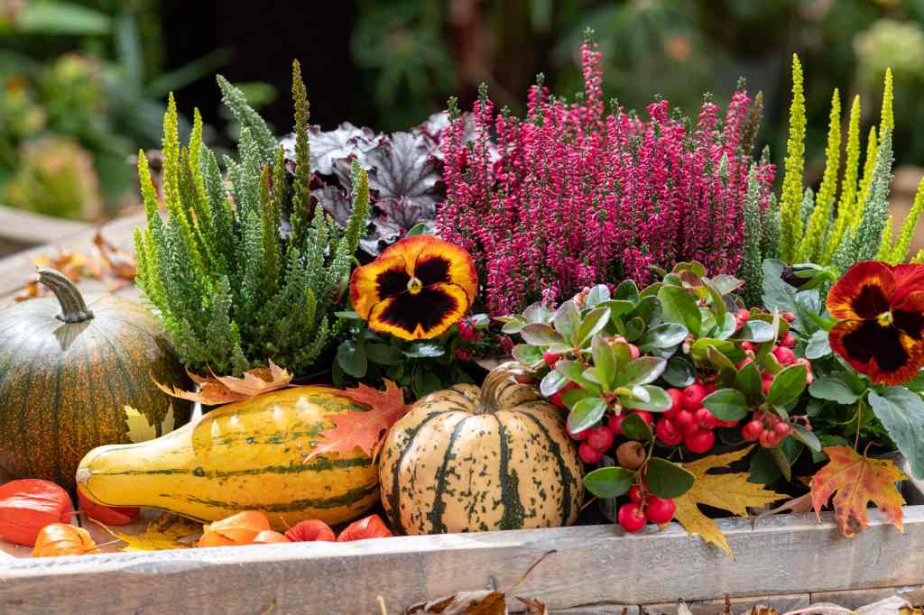 6 Tipps für die Herbstbepflanzung von Balkon und Garten.