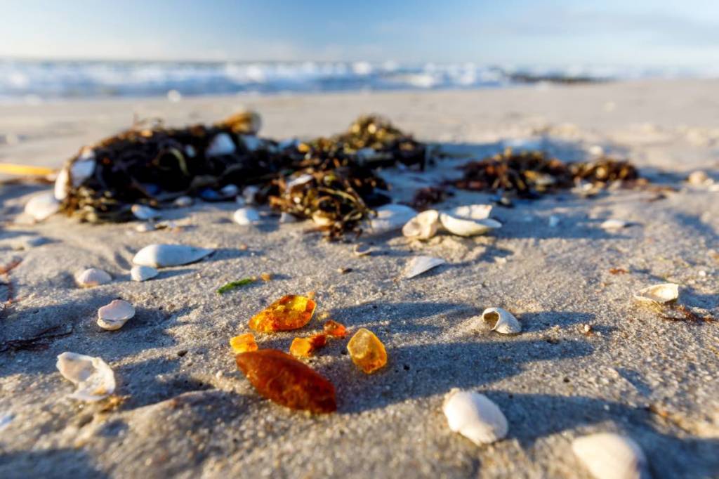 Bernsteine liegen an einem Strand zwischen Seegras und Muscheln.