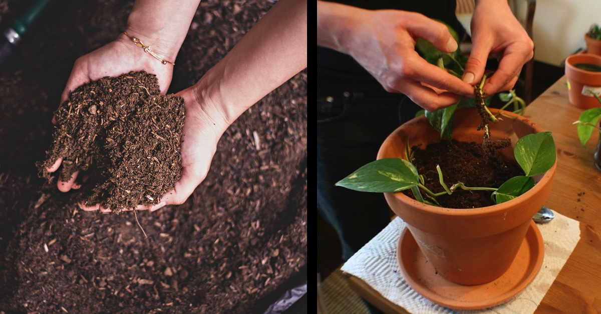 Alte Blumenerde wiederverwenden Mit diesem Trick klappt es Genialetricks