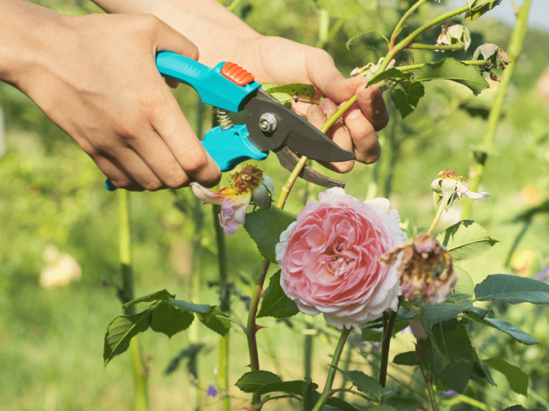 Eine Person schneidet eine verblühte Rose vom Busch.