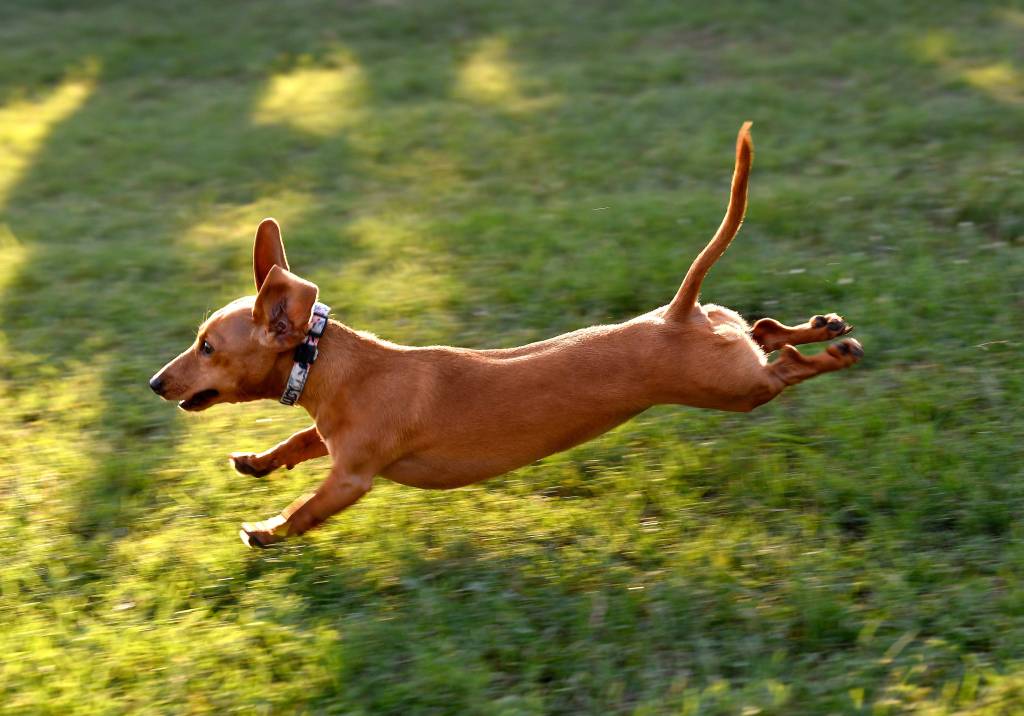 Hund im Garten.