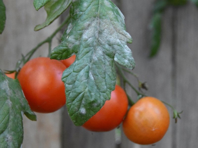 Mehltau an einer Tomate.