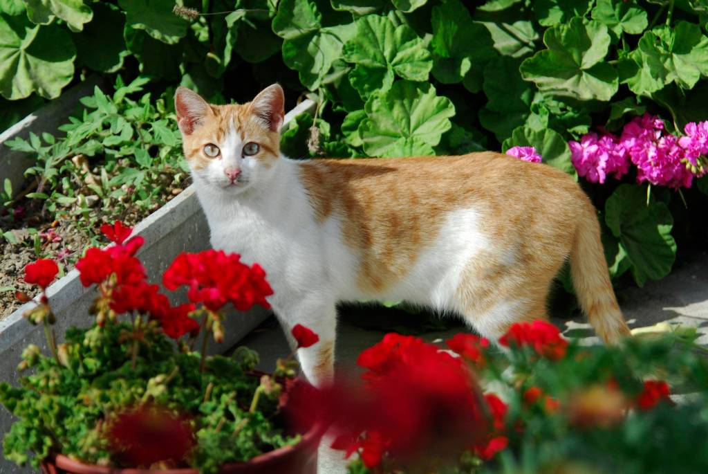 Katze zwischen Geranien.