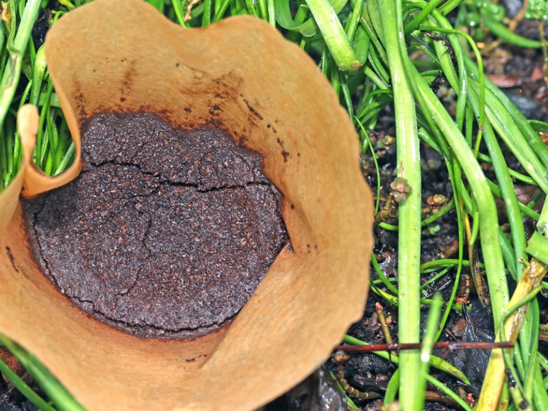 Kaffeesatz im Garten verwenden?