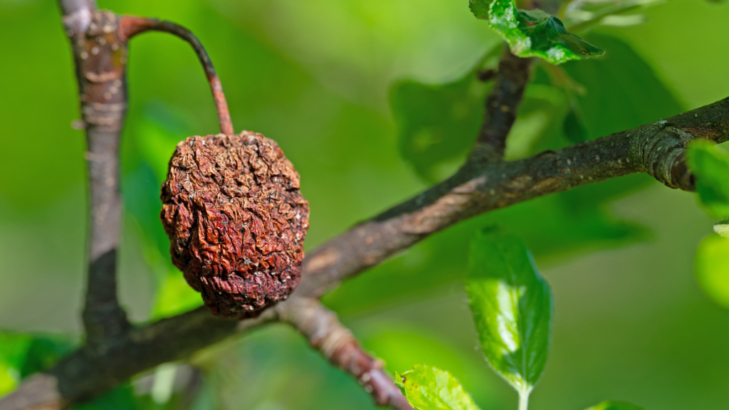 Eine verschrumpelte Frucht am Baum.