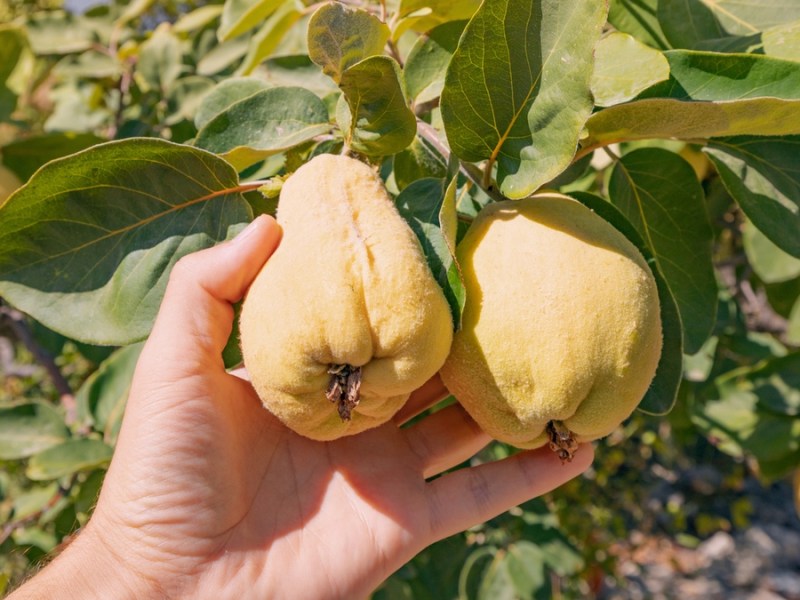 Quitten verarbeiten: 5 leckere Rezepte.