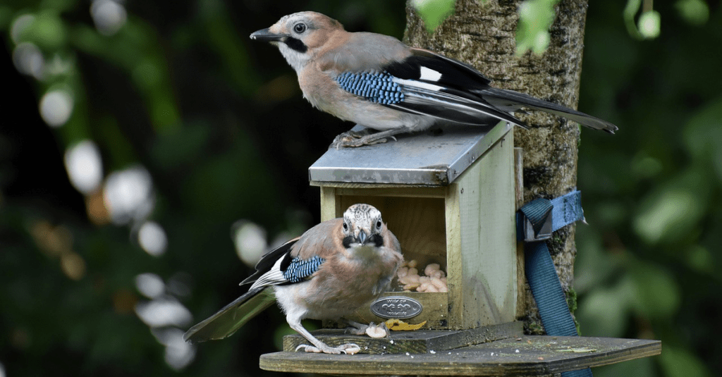 Zwei Vögel an einem Vögelhäuschen, das mit hellen Körnern befüllt ist.