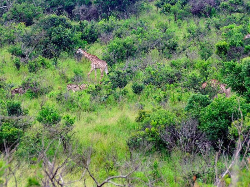 Bilderrätsel: Wie viele Giraffen siehst du?