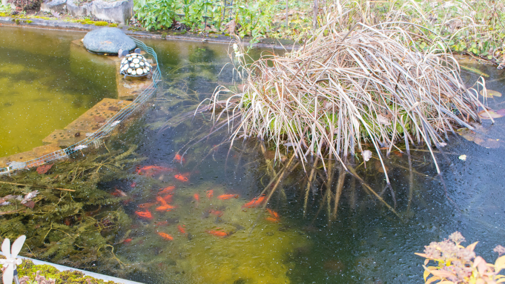 Ein leicht zugefrorener Teich mit Fischen darin.