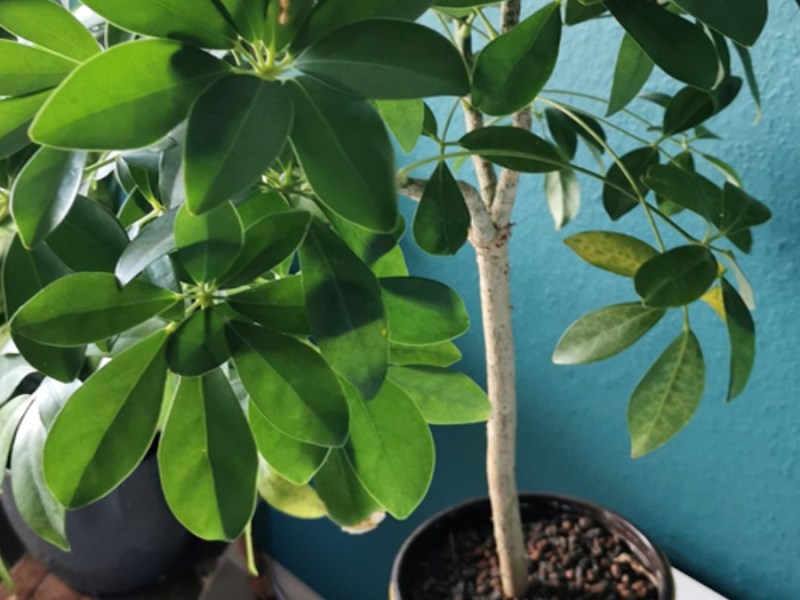 Die Strahlenaralie (Schefflera) ist eine giftige Zimmerpflanze. Selbst eine Berührung kann schon zu einer allergischen Reaktion führen.