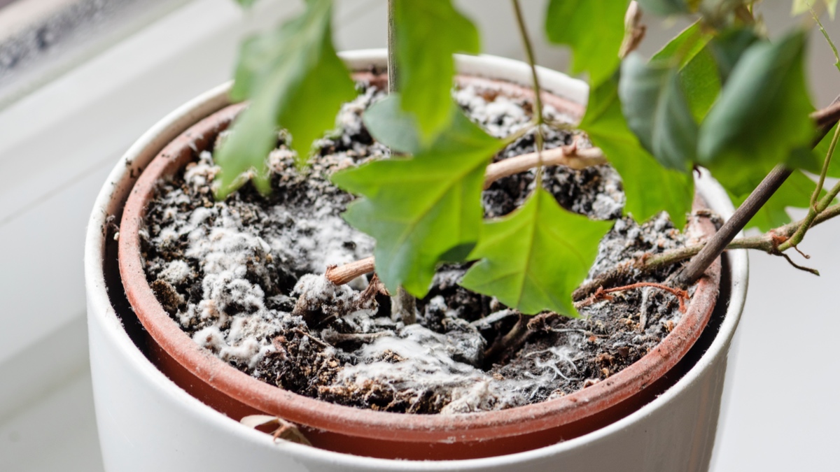 Schimmel auf Blumenerde