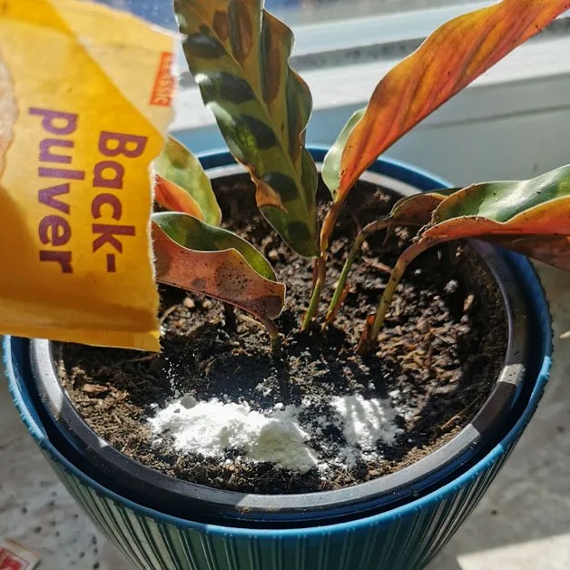 Backpulver hilft gegen Fliegen in der Blumenerde.