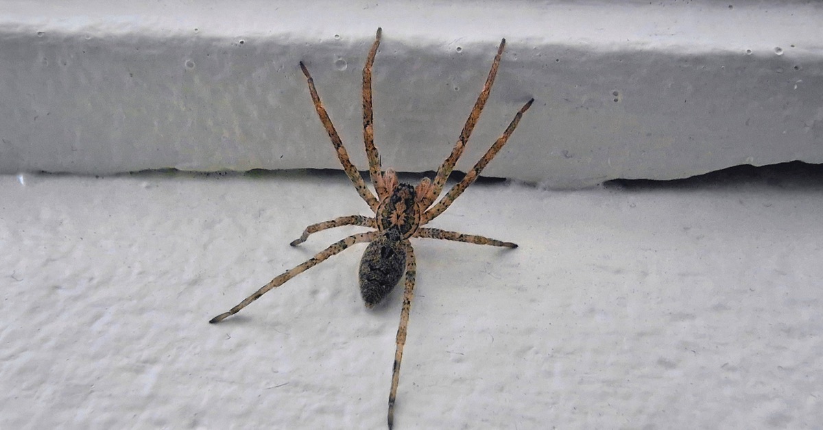 Eine Spinne in der Wohnung.