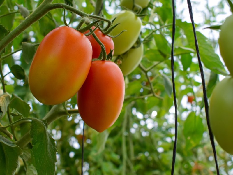 Reife Tomaten an einem Strauch.