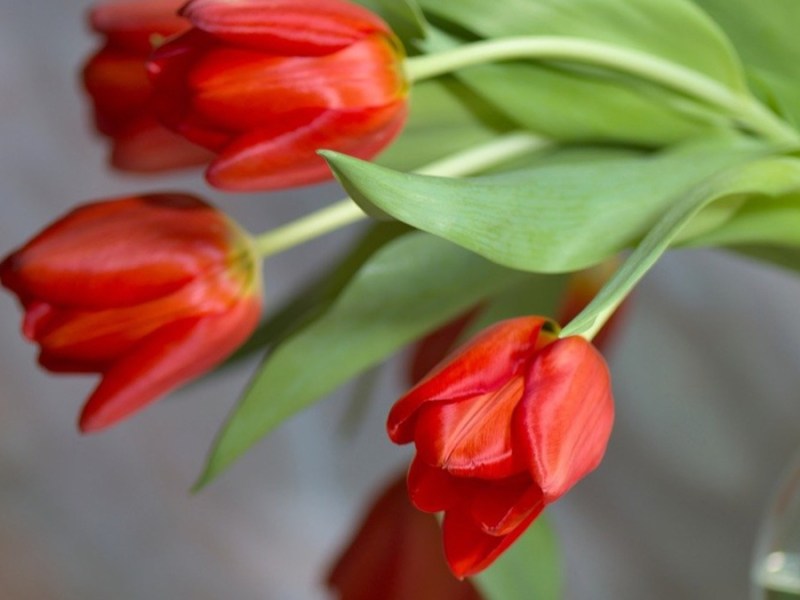 Tulpen niemals in frisches Wasser stellen.