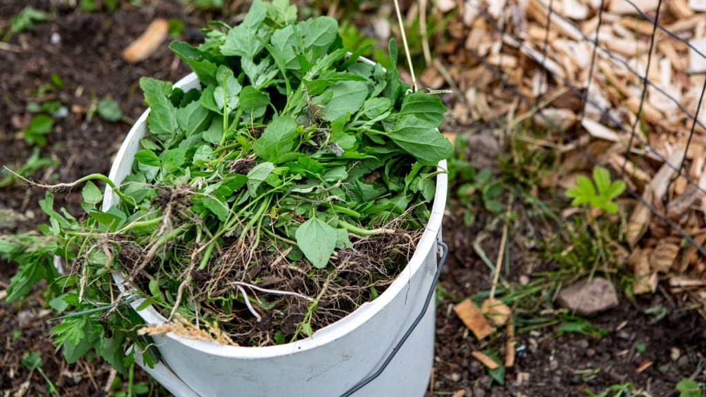 Unkraut bereits bei der Gartenarbeit im März entfernen.