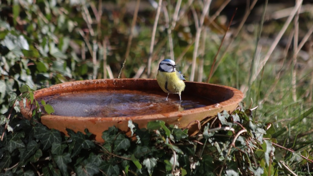 Eine Blaumeise an einer Vogeltränke.