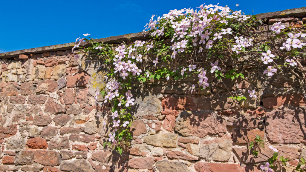 Eine Berg-Waldrebe wächst über eine Mauer.