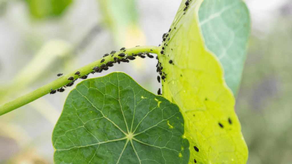 Schwarze Blattläuse auf einem grünen Blatt.