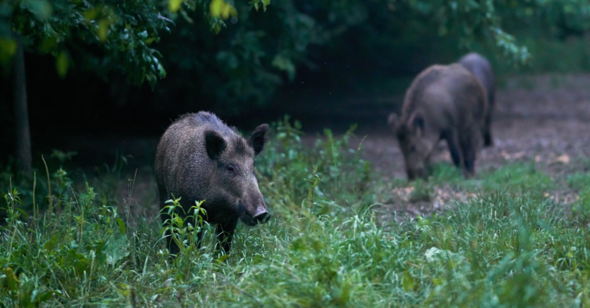 Wildschweine im Wald: Das musst du tun, wenn es nach Maggi riecht.