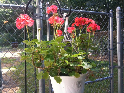 Geranium