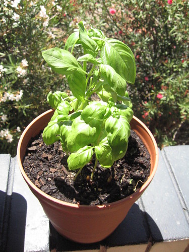 Basil