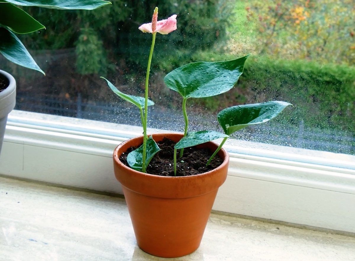 Anthurium vermehren.