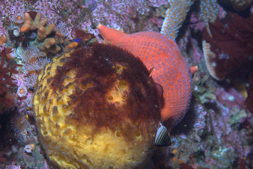 Puffball Sponge