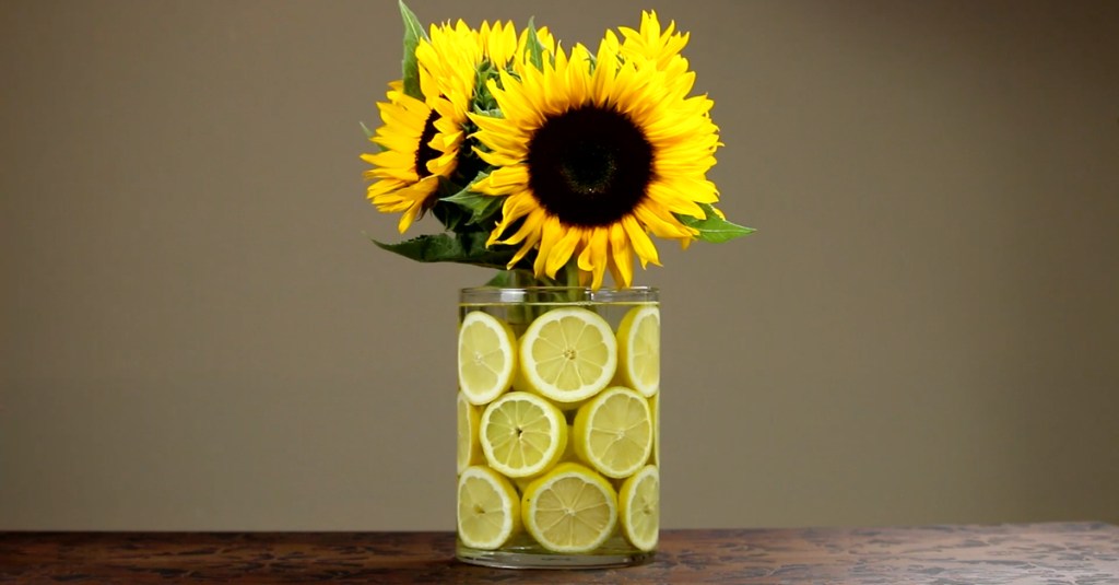 Sonnenblumen in einer Vase mit Zitronenscheiben.