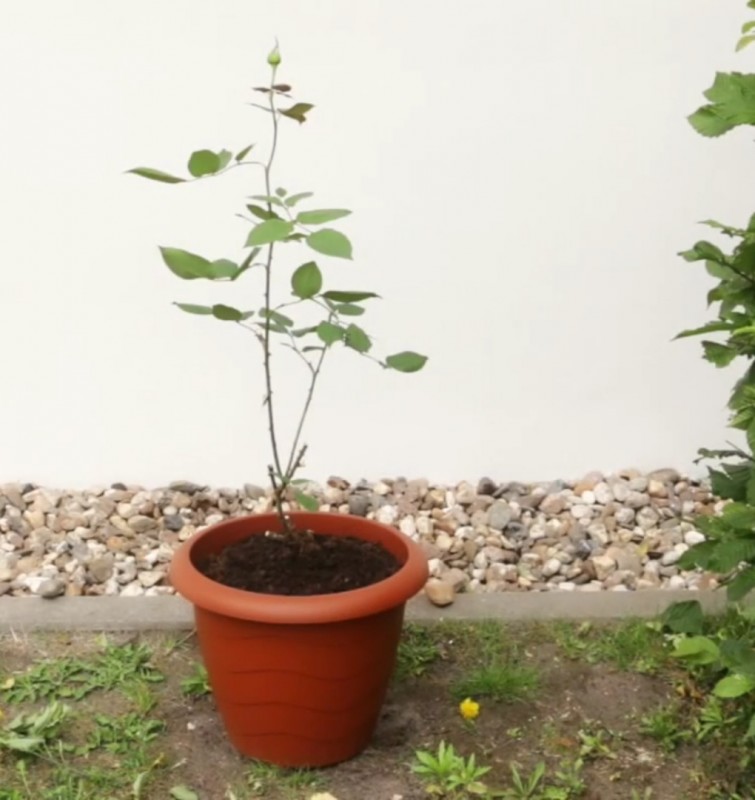 Ein Rosenzweig in einem Blumentopf.