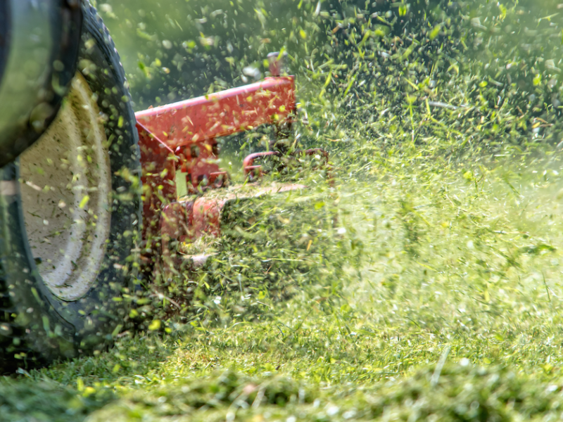 Rasen: Das verrät der typische Geruch nach dem Mähen