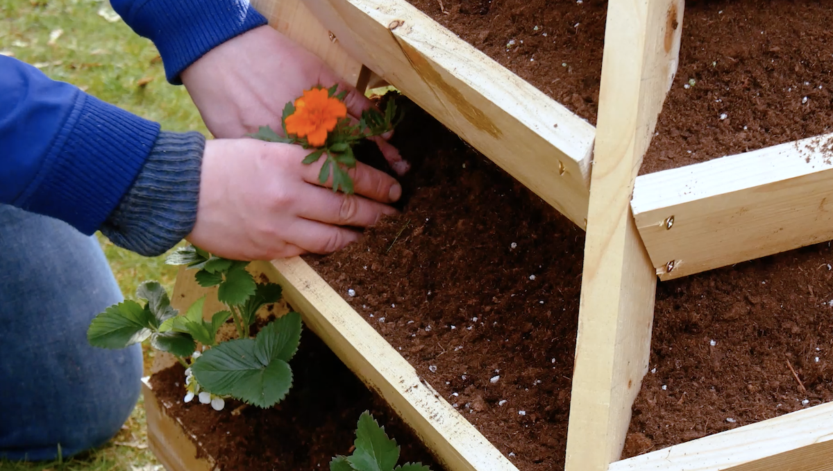 Ein vertikaler Garten wird mit Blumen bepflanzt.