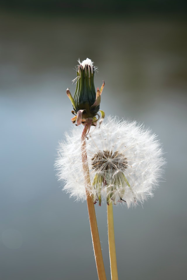 Pusteblume