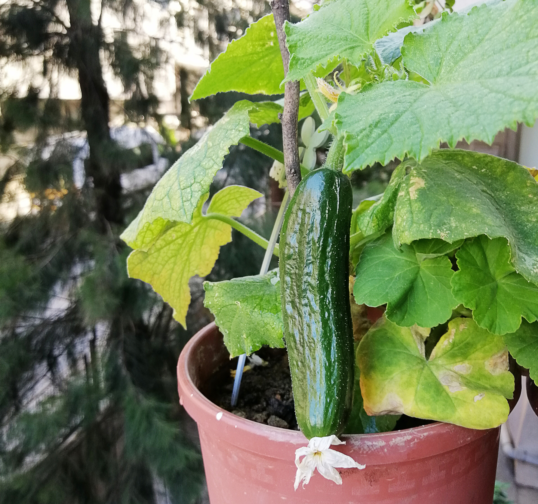 Gurke auf Balkon