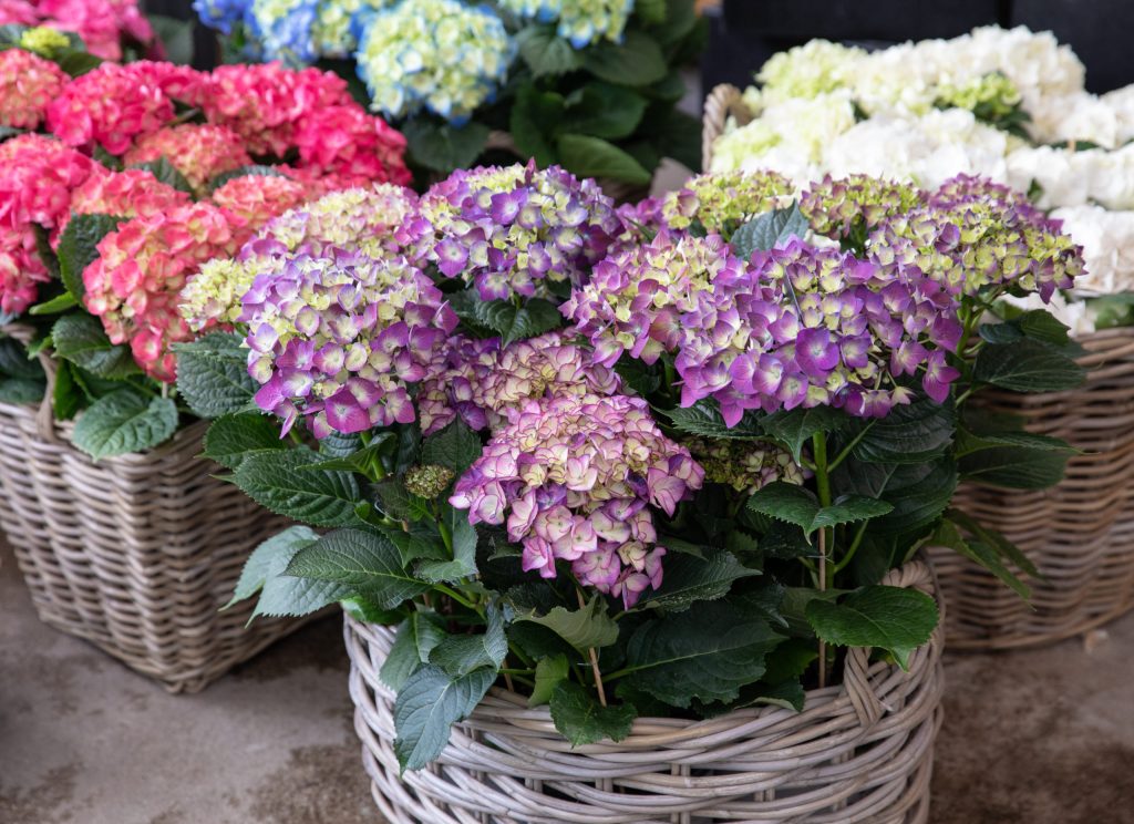 Hortensien in verschiedenen Farben.