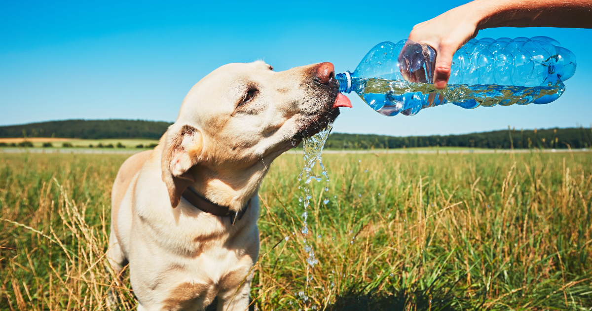 Hund trinkt Wasser aus einer Flasche.