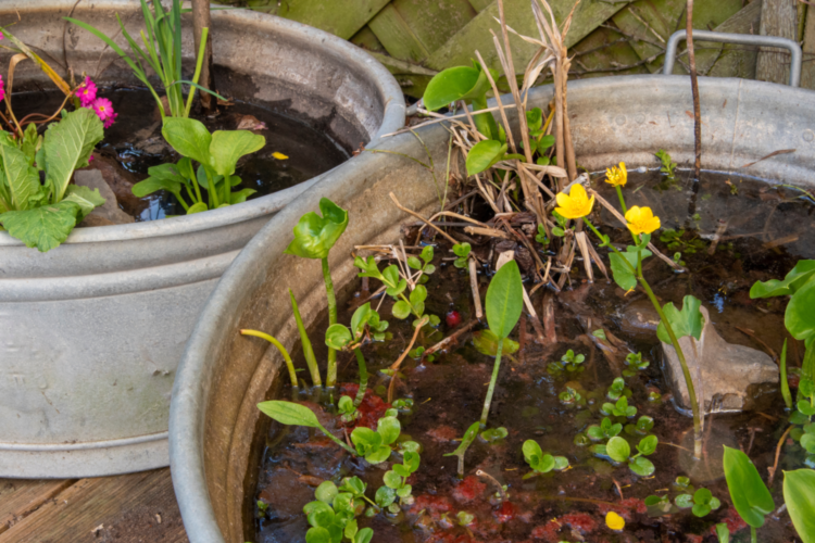 Eine Mini-Teich-Terrasse