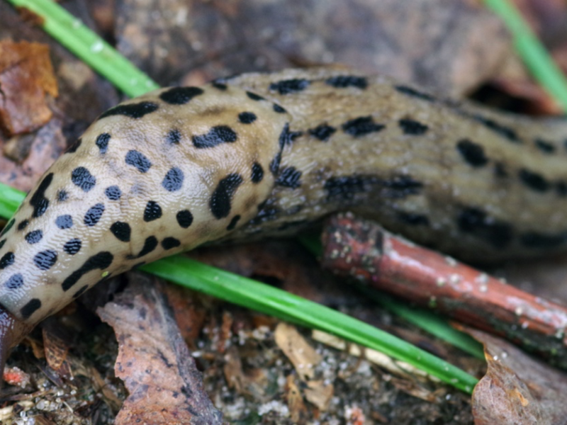 Tigerschnegel in Nahaufnahme