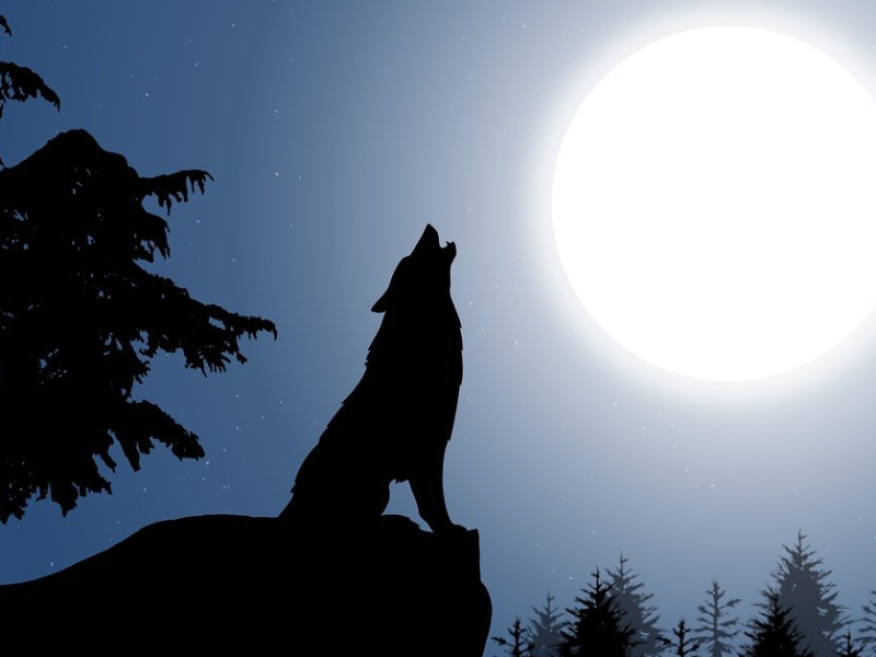 Illustration eines heulenden Wolfes bei Vollmond.