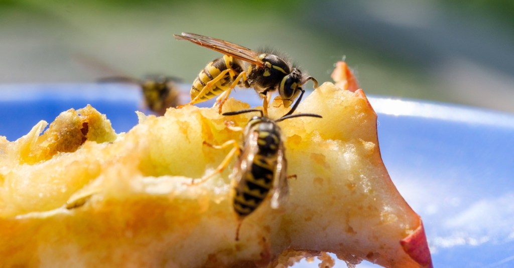 Wespen an einem Apfel.