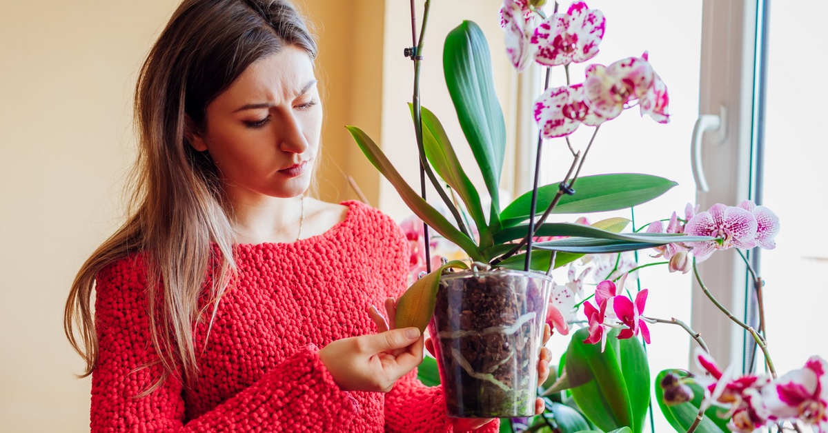 Frau schaut eine Orchidee kritisch an.