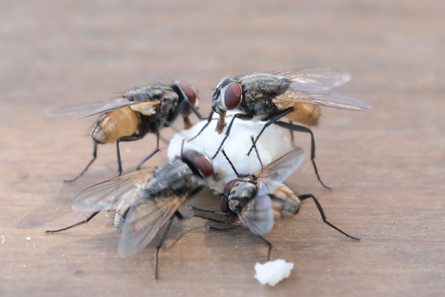 Fliegen saugen an einem Krümel auf einem Tisch.