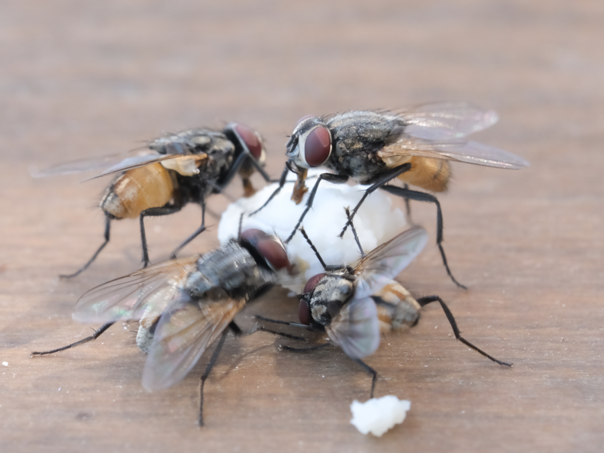 Fliegen saugen an einem Krümel auf einem Tisch.